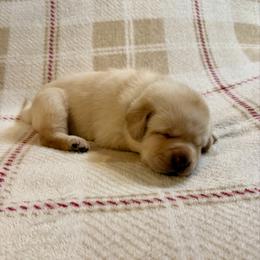 Greyson - Yellow male Labrador Retriever puppy in Tekonsha, Michigan from Asher Acres Labs
