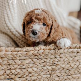 Alfie - Red  male Goldendoodle puppy in Patterson, California from Dooling Doodles