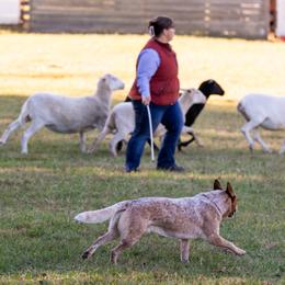 Willie - Australian Cattle Dog