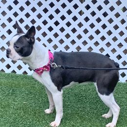 Anna - Boston Terrier