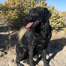 Jetta - Labrador Retriever