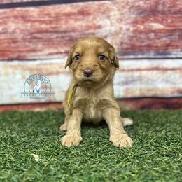 Yellow girl - Caramel red female Australian Labradoodle puppy in Waxahachie, Texas from Dallas Labradoodles