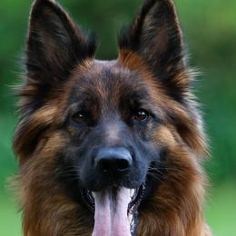 Isabella - German Shepherd