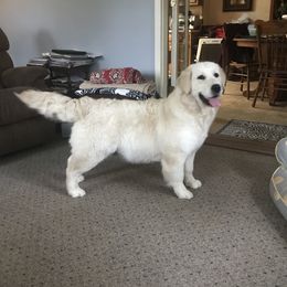 Golden Retriever All Grown Up from Peacefield Acres