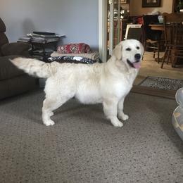 Golden Retriever All Grown Up from Peacefield Acres