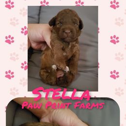 Poodle Puppies from Paw Print Farms