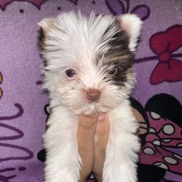 Sparkles - Parti female Yorkshire Terrier puppy in Clarksville, Arkansas from K's Luxurious Yorkies