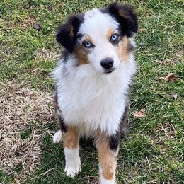 Aussiedoodles, Bernedoodles, Miniature Australian Shepherds, and Toy Australian Shepherds from P3 Kennel
