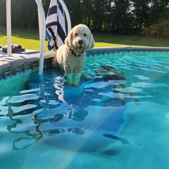 Labradoodle and Saint Berdoodle Puppies from ProAct Canines
