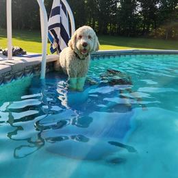 Labradoodle and Saint Berdoodle Puppies from ProAct Canines