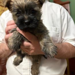 Fiona - Red wheaten female Cairn Terrier puppy in Rockford, Illinois from Fae Hallow