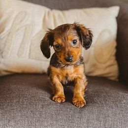 Dachshund Puppies from Amanda's Teenie Weenies