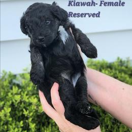 Kiawah - Phantom female Bernedoodle puppy in St. George, South Carolina from Southern Hunters Mini Doodles