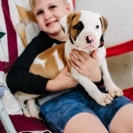 American Bulldog Puppies from Valor American Bulldogs