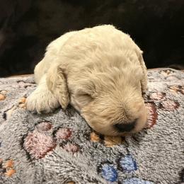 Toffee - Cream male Labradoodle puppy in Churchill County Fallon, Nevada from Card Family Ranch