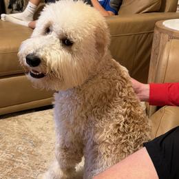 Double Doodle, Goldendoodle, and Labradoodle All Grown Up from Godley Doodles Of Texas