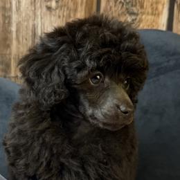 Pink Collar Girl - Brown female Poodle puppy in Kingston, Oklahoma from Tribal Poodles
