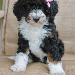 Brie - Tri-color female Bernedoodle puppy in Comanche, Texas from Central Texas Doodles, LLC.