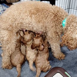 Cavapoo Puppies from Prince Pups