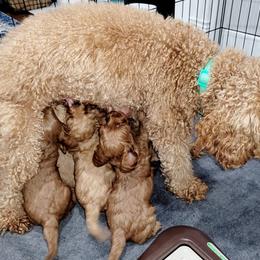 Cavapoo Puppies from Prince Pups