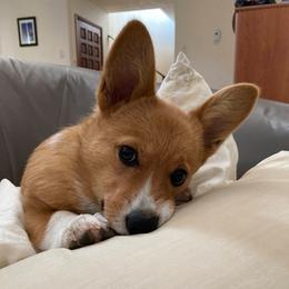 Pembroke Welsh Corgi Puppies from Rocking LJ Breeding