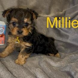 Millie - Black & tan tri-color female Morkie puppy in Seneca, Missouri from M.Y. Morkies and Yorkies