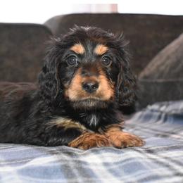 Dachshund Puppies from Sparkles & Spurs Mini Dachshunds