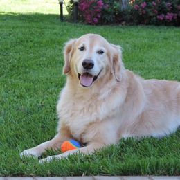 Golden Retriever All Grown Up from Cedar Goldens
