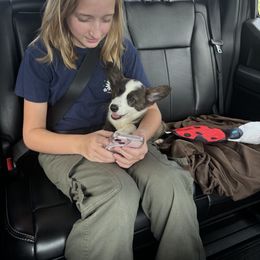 Cardigan Welsh Corgi Puppies from Leather & Lace