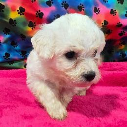 Penny - White female Bichon Frise puppy in Neosho, Missouri from Cooley's Cuddle Pups