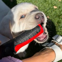 Porter - Champagne male Dilute Retriever puppy in Orangevale, California from NorCal Silver & Coal Labradors