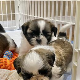 Shih Tzu Puppies from Willow Lane Shih Tzus