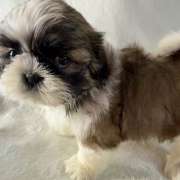 Daiquiri - Gold and white female Shih Tzu puppy in Winston Salem, North Carolina from Little Miracles Shih Tzu