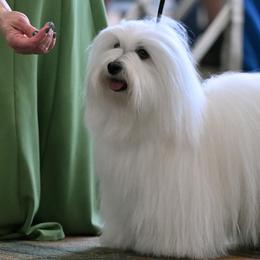 Dolly - Coton de Tulear