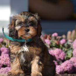 Anna - Black and tan female Cavapoo puppy in Gap, Pennsylvania from Country View Puppies ( License 18816)