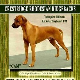 Cam - Rhodesian Ridgeback
