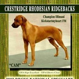 Cam - Rhodesian Ridgeback