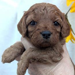 Bagel - Red female Cavapoo puppy in Placerville, California from Quartz Mountain Doodles