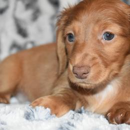 Boy 2 - male Dachshund puppy in Texas from Sparkles & Spurs Mini Dachshunds