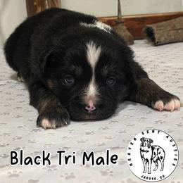 Yogi - Black tri male Miniature Australian Shepherd puppy in Jaroso, Colorado from Heaven Sent Aussies