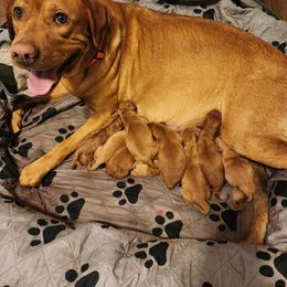 Labrador Retriever Puppies from Kelley's Red Clay Labradors