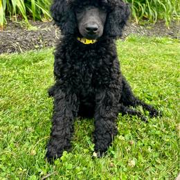 Houston - Black male Poodle puppy in Arlington, Ohio from Solid Oak Ranch