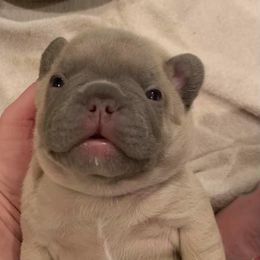 French Bulldog Puppies from LBL Frenchies
