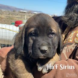 Boy 1 - Spanish Mastiff puppy in Battle Mountain, Nevada from Hoof and Fang Spanish Mastiffs