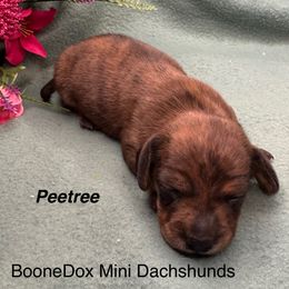 Pee tree - Brindle male Dachshund puppy in Lexington, Oklahoma from BooneDox Miniature Dachshunds