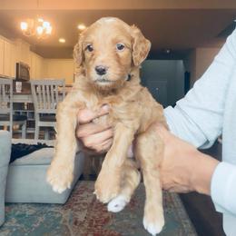 Gray - male Golden Mountain Doodle puppy in Leander, Texas from Olive Grove Doodles