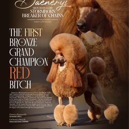 Dani - Poodle