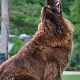 Jenny - Newfoundland