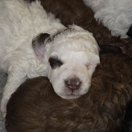Marshmallow - Parti female Poodle puppy in Taylors, South Carolina from Sosebees toy & mini poodles