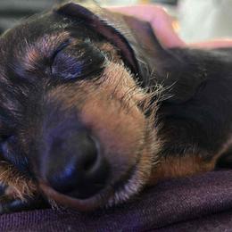 Fig - Dachshund